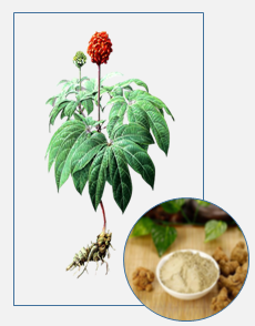 mmea wa notoginseng